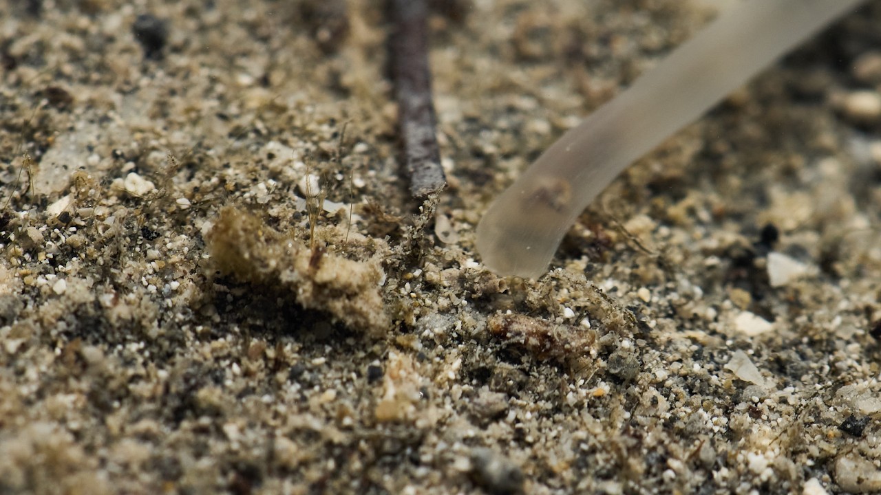 The Ocean’s Living Ribbon // Mauritius Macro in 4K