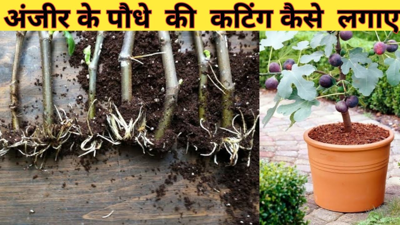 Grow Fig tree from cuttings/How to propagate fig tree from seeds,cuttings,airlayering, easy process.