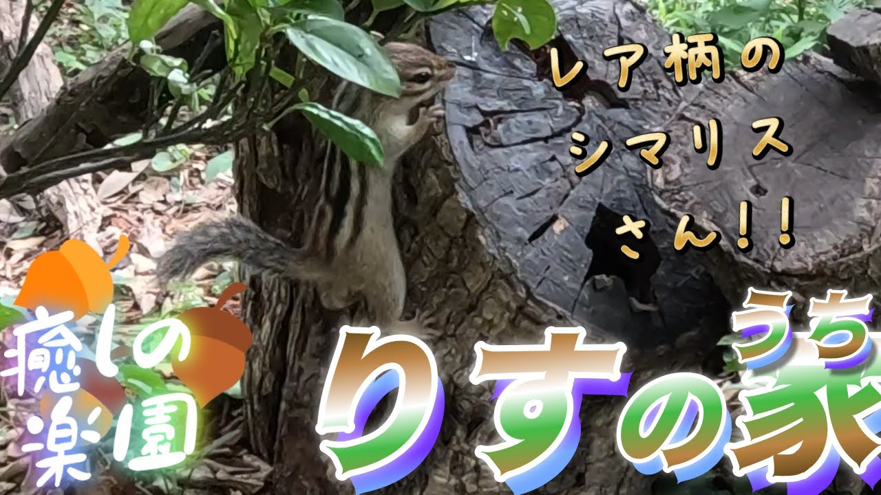 🐿️【レア柄】独特な縞模様のシマリスさんに名前を付けました❤