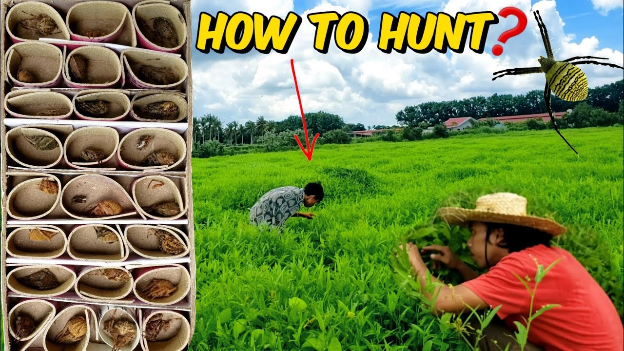PAANO HANAPIN ANG GAGAMBA SA UMAGA / spider hunt in morning.