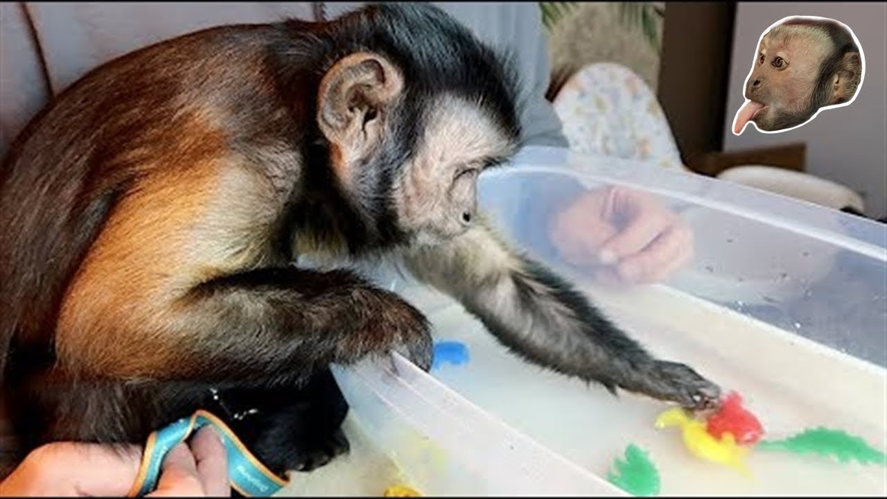 Monkey Plays With Magic Grow Dinosaur