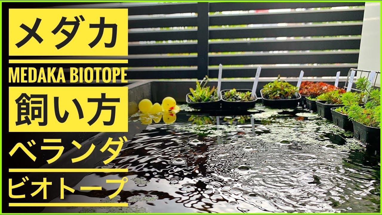 メダカの飼い方＆育て方　ビオトープ初心者めだか飼育の始め方