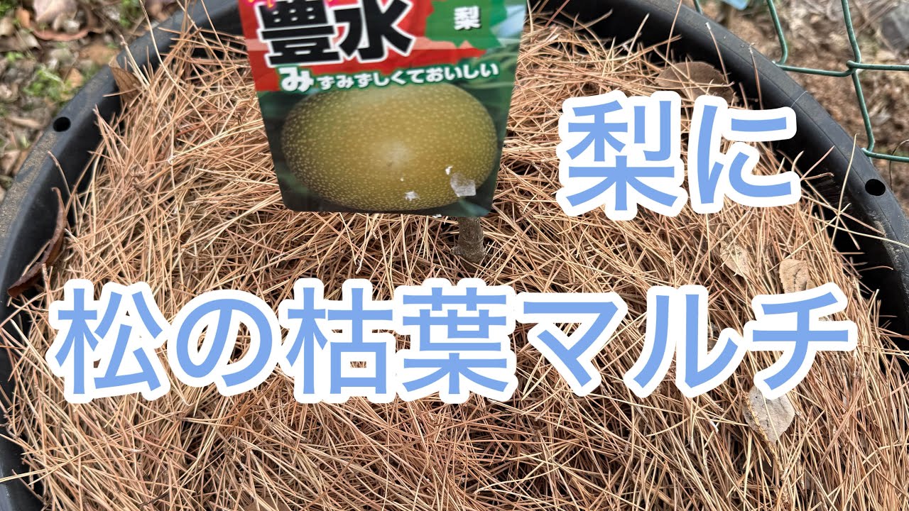 【🍐梨の苗木】松の枯葉マルチ　針葉樹はウッドチップマルチや落ち葉堆肥にしていい？
