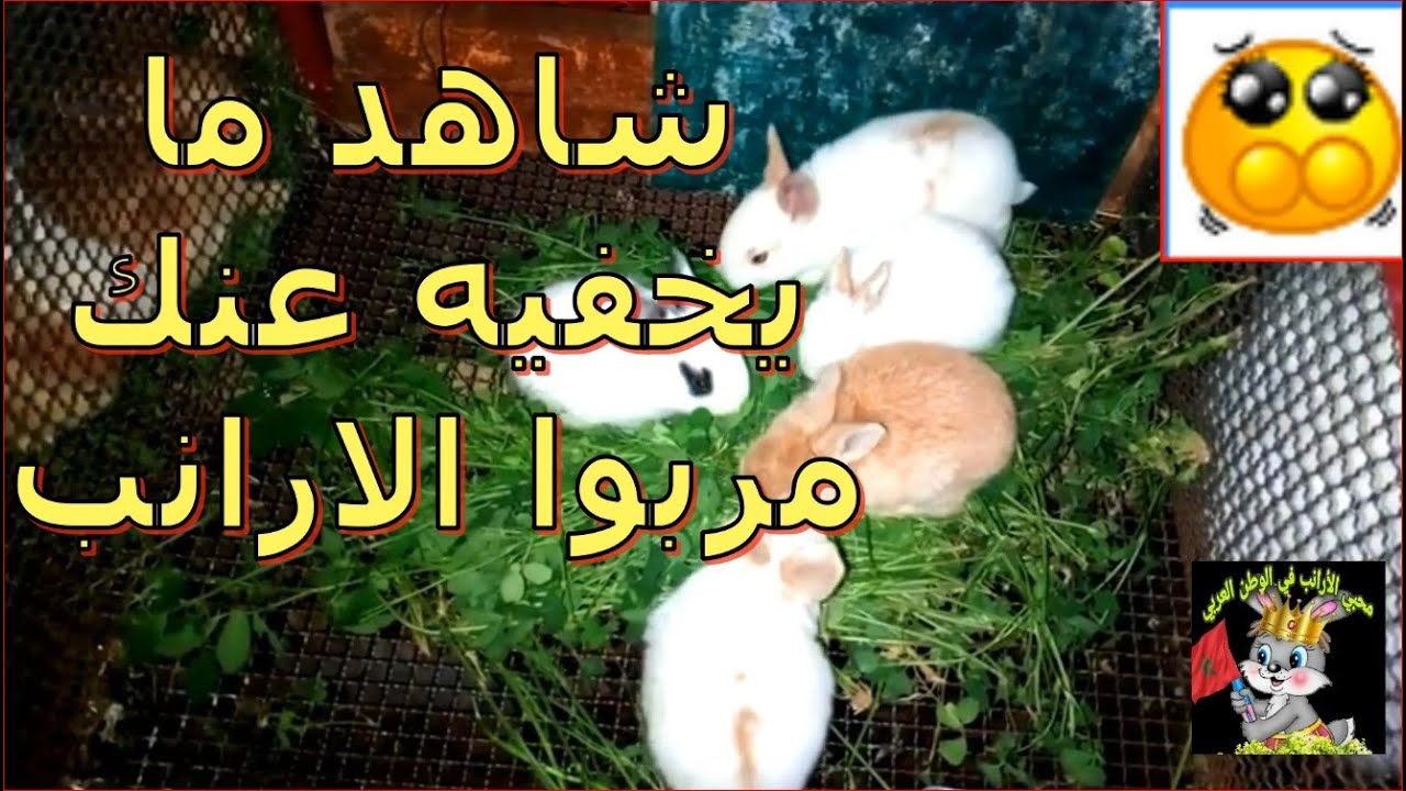 شاهد ما يخفيه عنك مربي الارانب ودوائين رخيصين واعطاء الخضر بدل الاعلاف