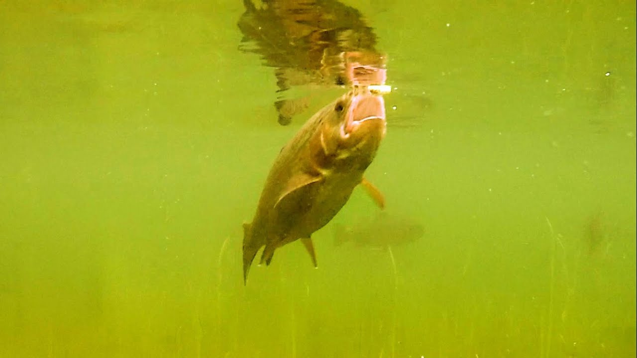 Fishing: trout attack fly underwater. Рыбалка форель атакует муху подводная съёмка.