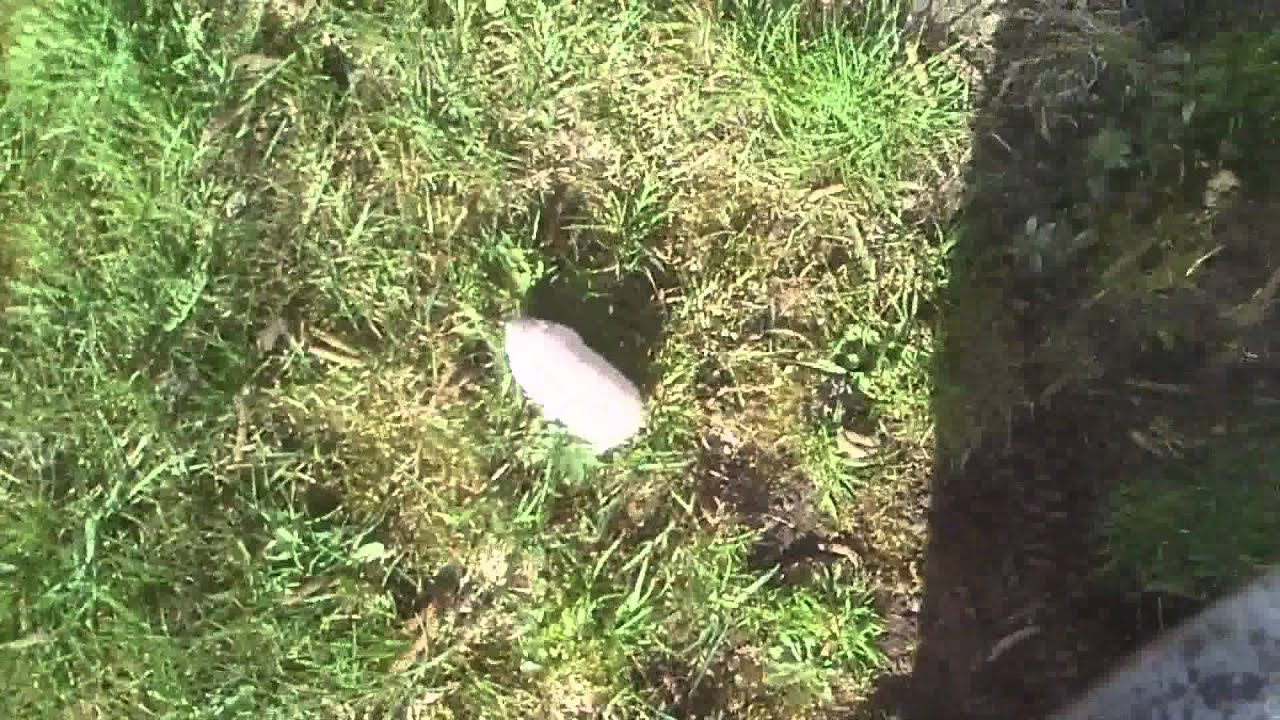 Hamster in grass