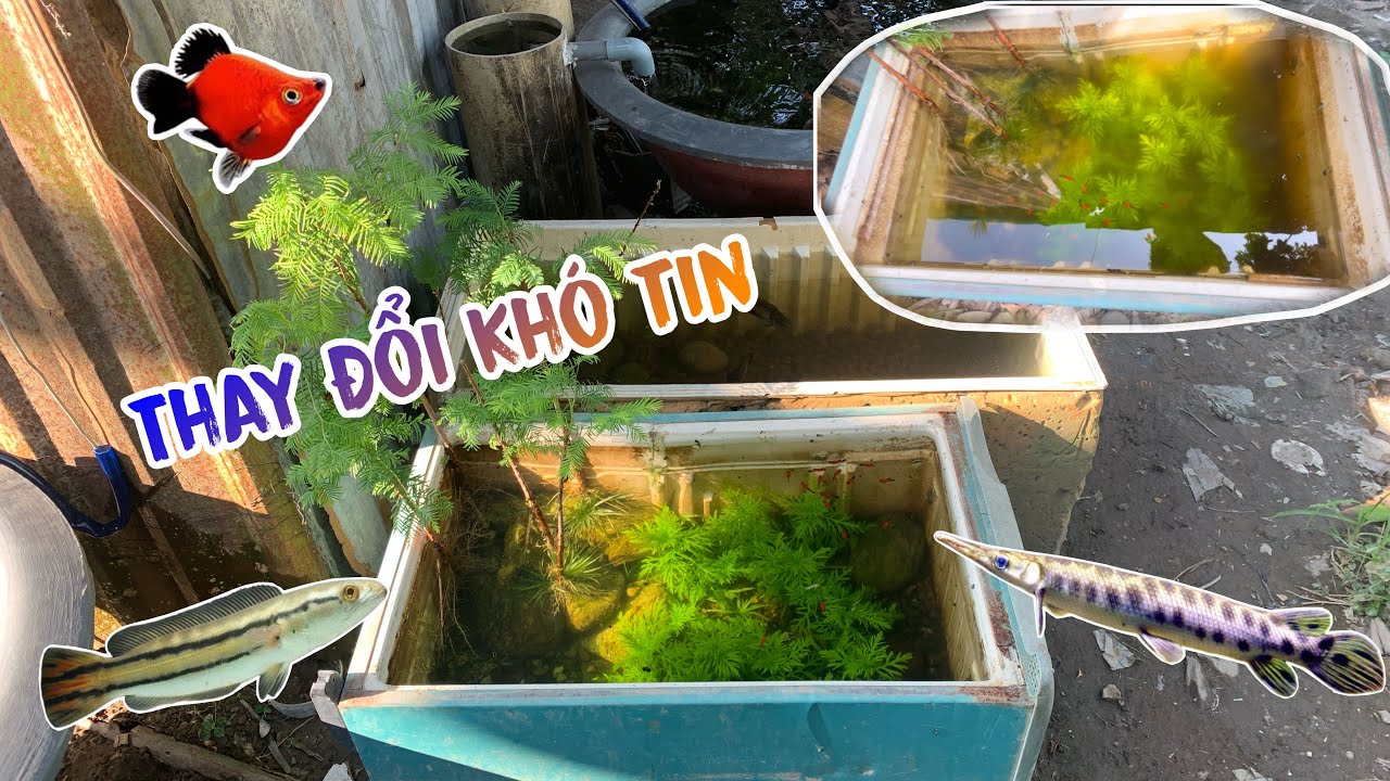 Tổng Vệ Sinh Cho Tất Cả Hồ Cá Và Trồng Thêm Cây Thuỷ Sinh Bán Cạn 