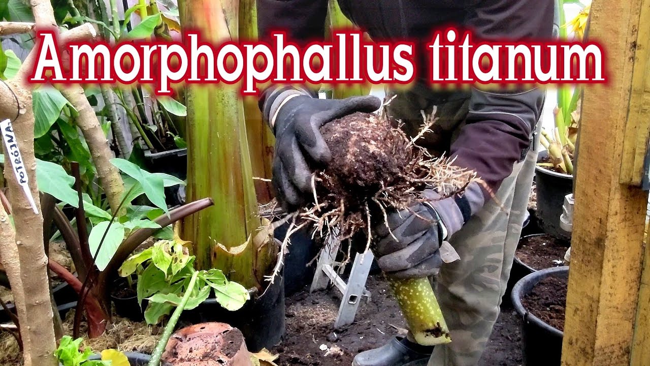 Amorphophallus titanum od nasionka 2016r Pierwszy odrost, porównanie z amorphophallus konjac. Porady
