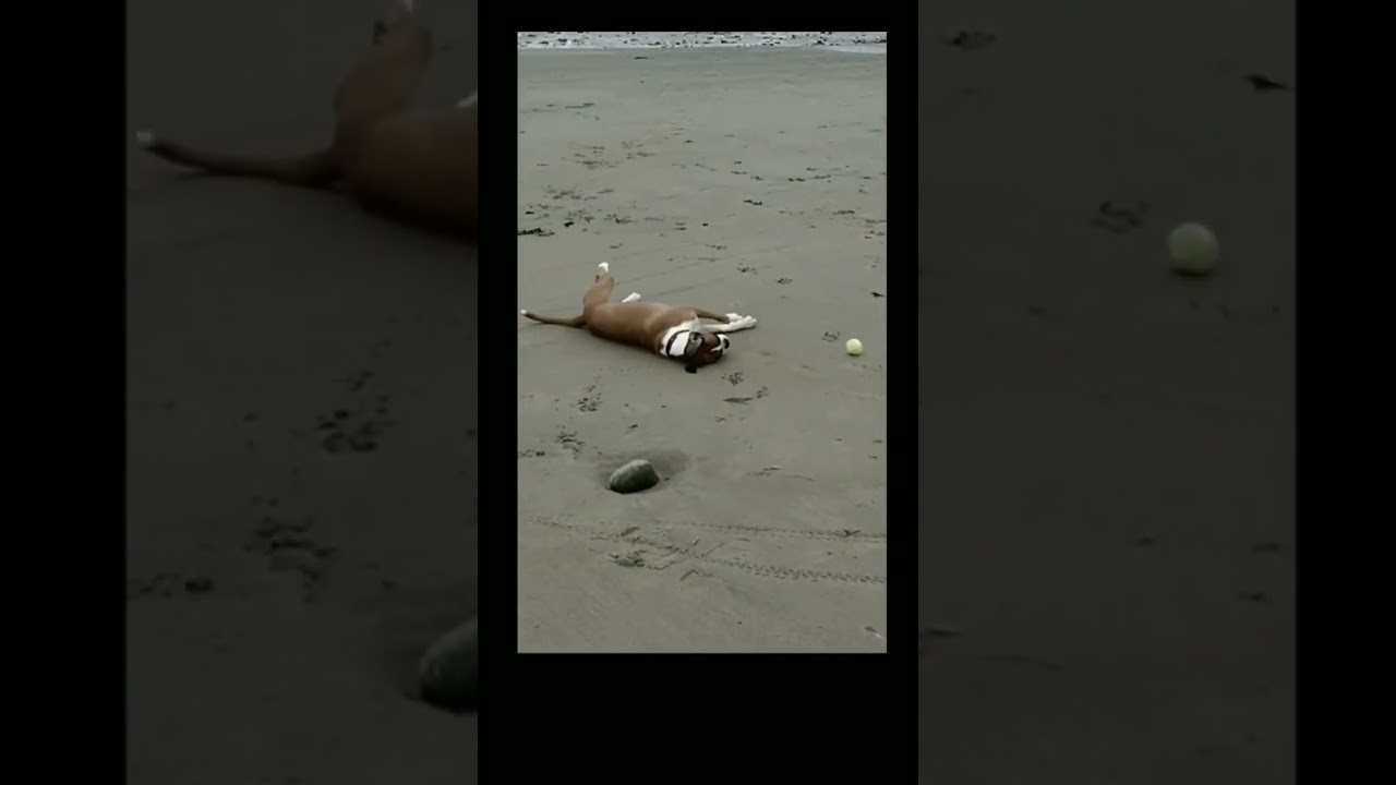 video gracioso de perrito, como cuando juegas con tu mascota #diversi&oacute;n  #perrito #risasaseguradas