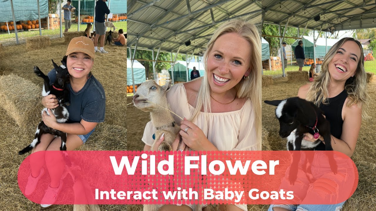 Baby goats | Wildflower Farms | Stuff to do in Orlando