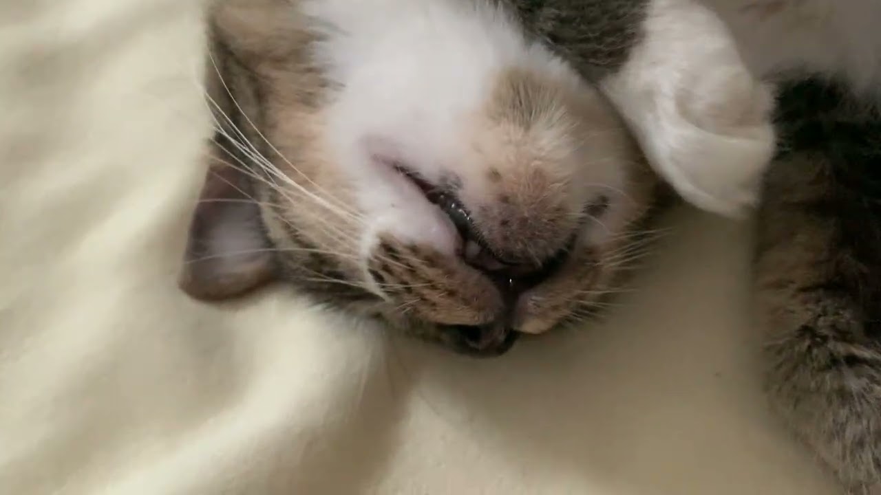 ピ〜ロロmiiちゃん
