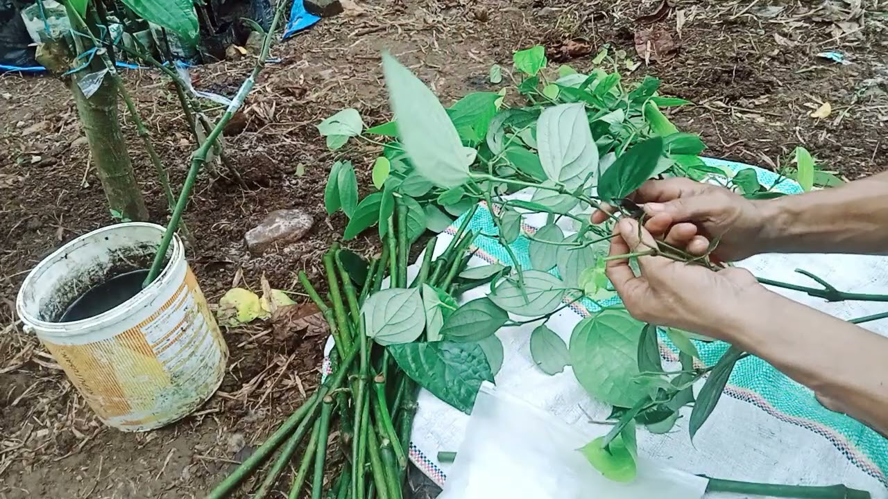 Teknik dasar dalam menyambung malada Dengan lada @emashjau