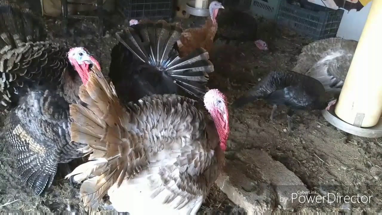 ALIMENTACION Y CUIDADOS EN LA CRIA DE GUAJOLOTES