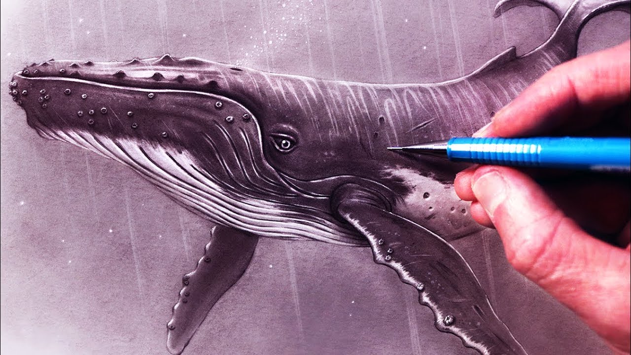 Как нарисовать горбатого кита