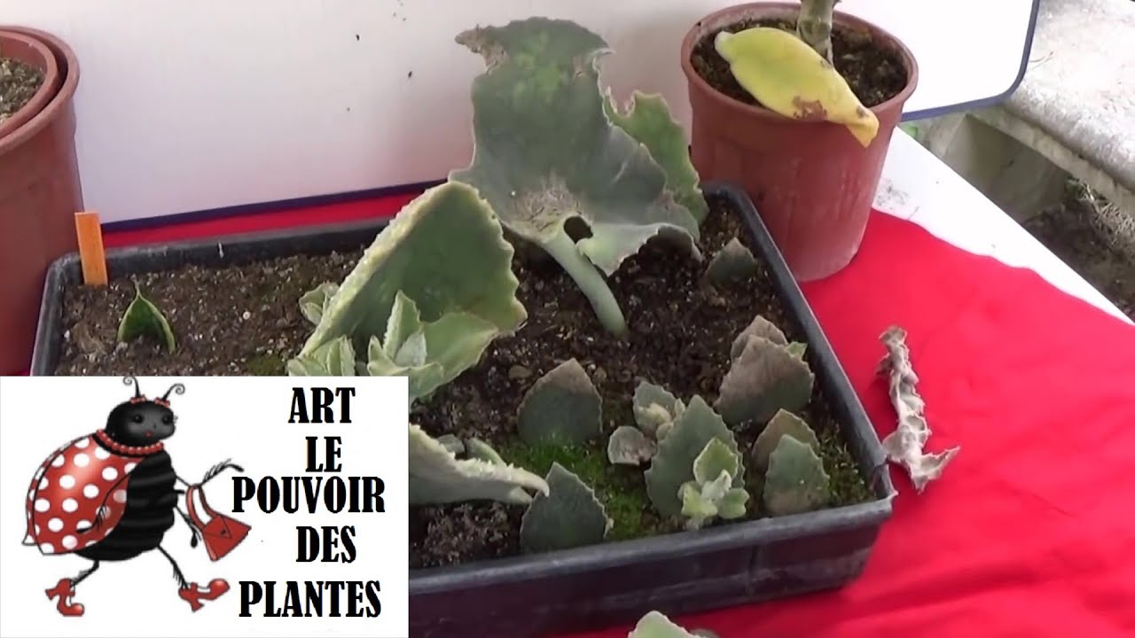Tuto Jardinage:  kalanchoe béharensis 'Fang' :Comment faire une Bouture:  (plante grasse)