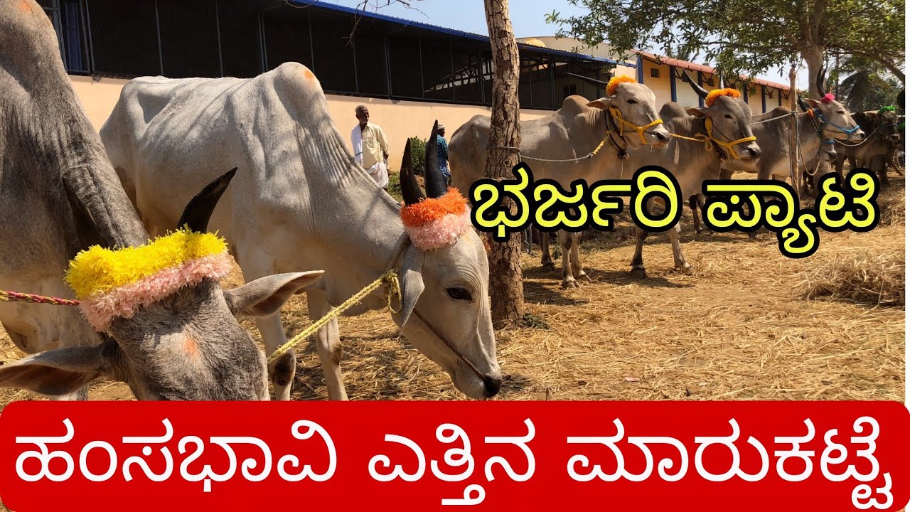 ಹಂಸಭಾವಿ ಎತ್ತುಗಳ ಮಾರುಕಟ್ಟೆ | Haunsbhavi Bulls Market | Incredible Vishaya 