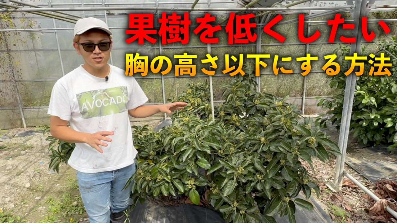 果樹を超低木に仕立てる「剪定方法」について解説するよ