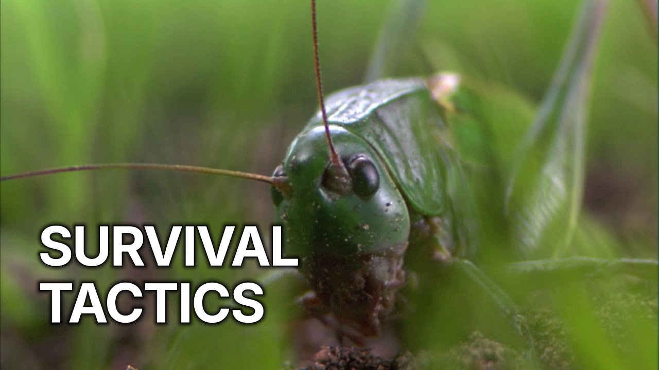 Unusual World: A Look Stalks You | Survival Tactics