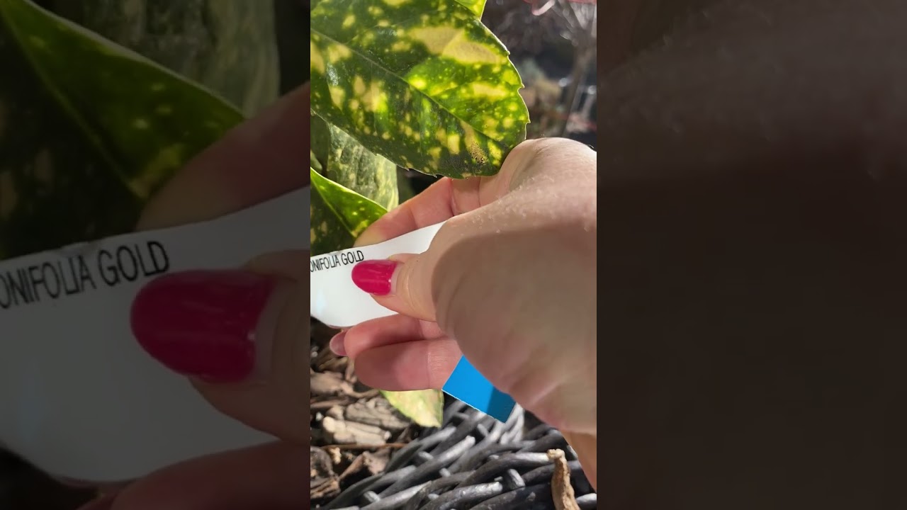 О морозниках 🌺 