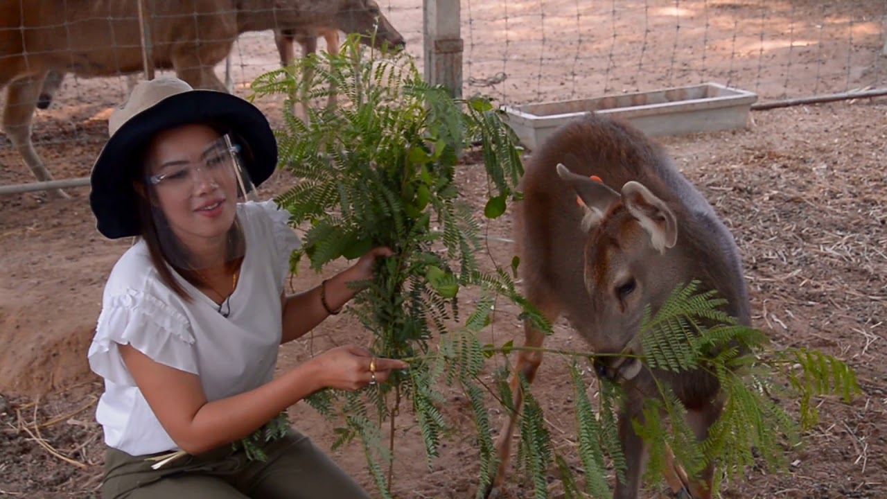 ฟาร์มกวางสวนหนองเขื่อน