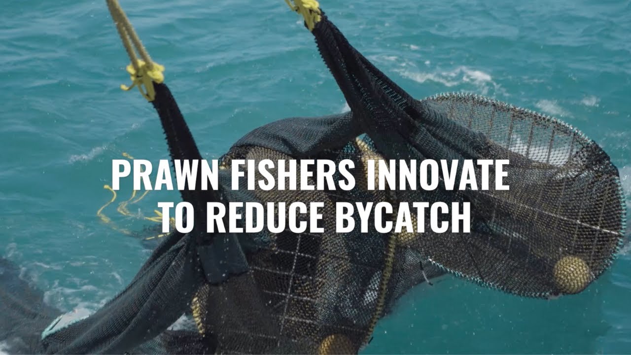 Prawn Fishers Innovate To Reduce Bycatch