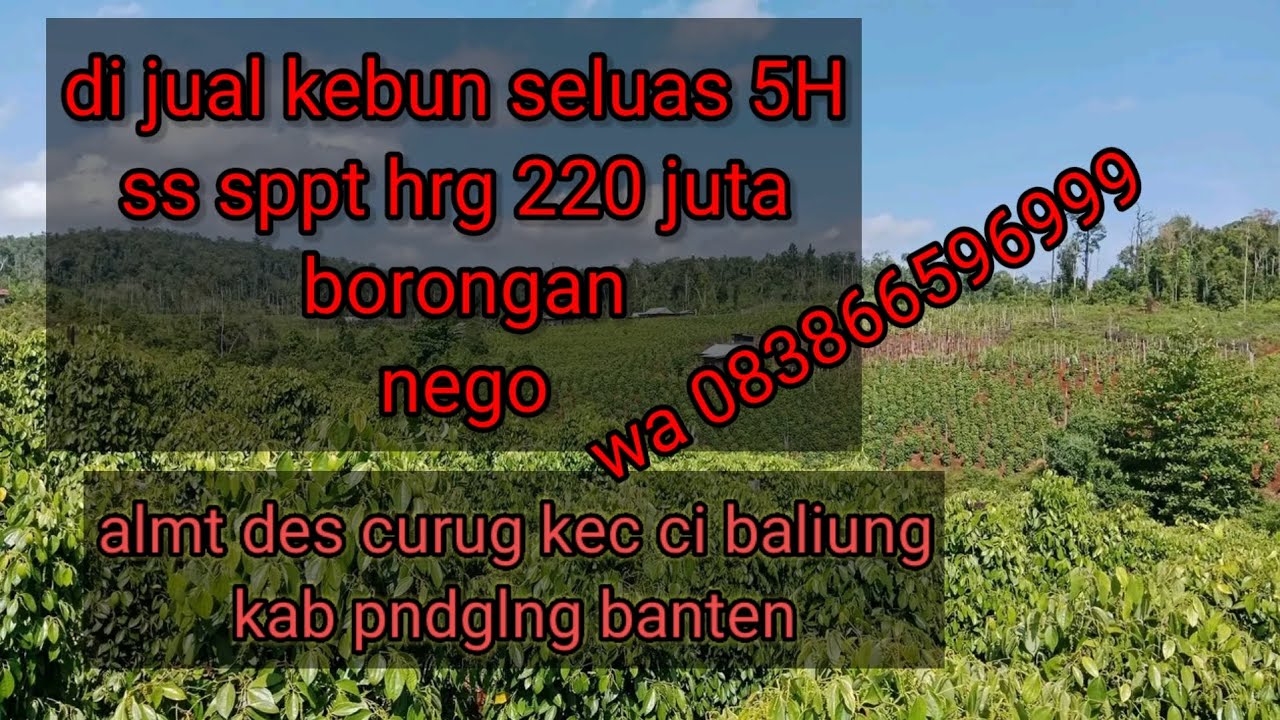di jual kebun seluas 5 H ss sppt hrga 220 juta borongan nego wa 083866596999