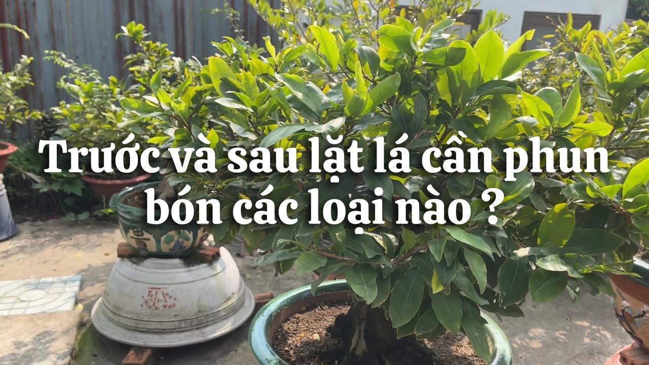 Trước và sau lặt lá cần phun bón gì để cây mai bung nụ nở hoa đẹp // 29-11 âl 