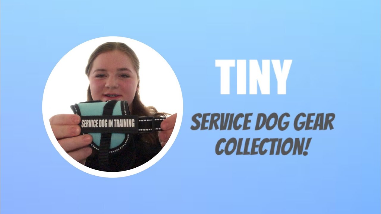Small service dog gear collection!