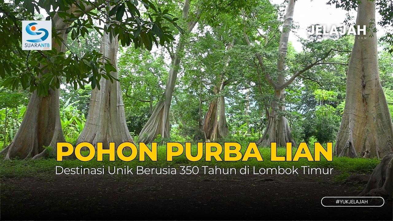 Pohon Purba Lian Sambelia, Destinasi Unik Berusia 350 Tahun di Lombok Timur
