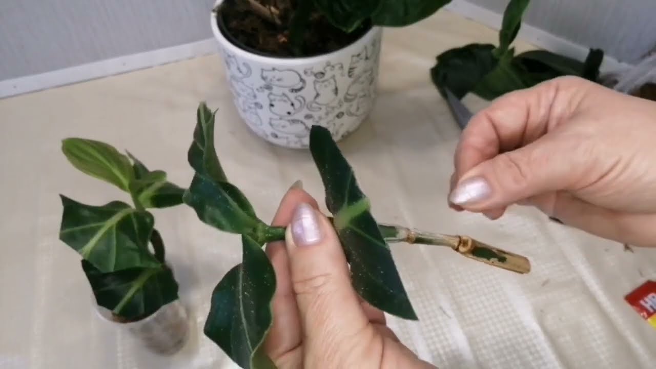 Мединилла. Черенкуем вместе со мной. Уход и пересадка. 🌱🌱🌱