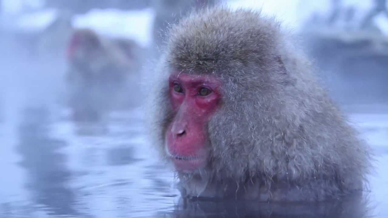 Monkey Meditations - Snow Monkeys in a Hot Spring, Japan
