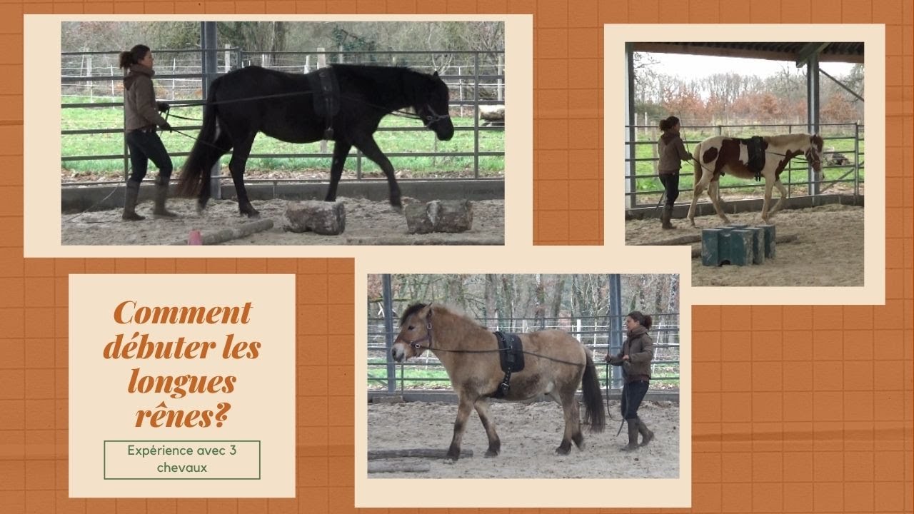 Comment débuter les longues rênes? expérience avec 3 chevaux