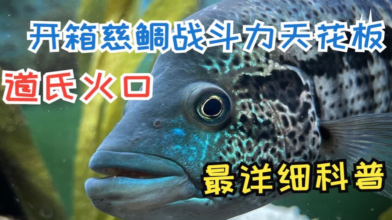 开箱慈鲷界的战斗力天花板道氏火口！全网最详细道氏火口科普！