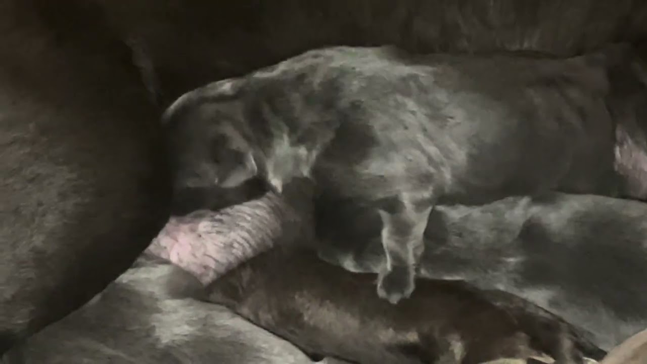 Silver and Charcoal Labs, Weber Labs Facebook Page 