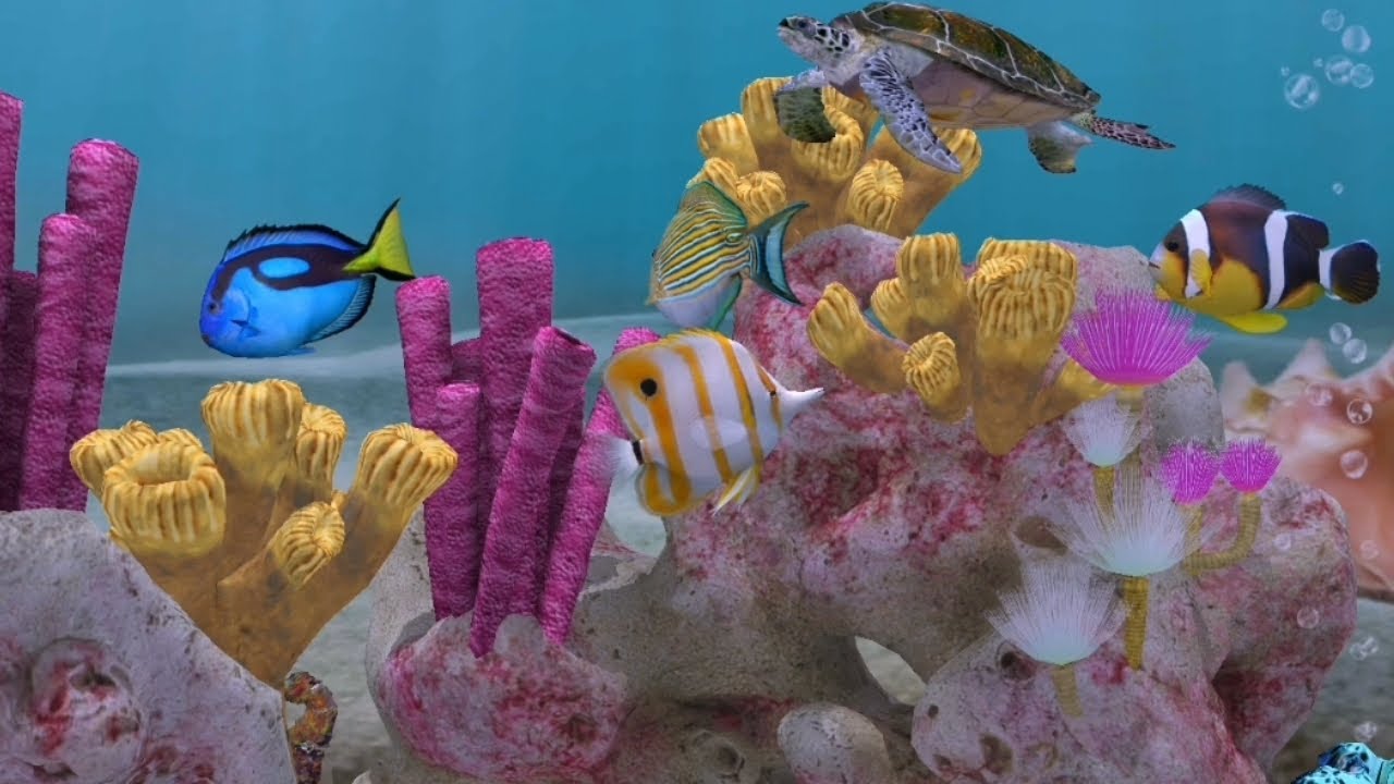 Reef #relax Coralen Salzwasser Aquarium #fishtank Heim - TV Aquarium #asmr Ambience Wassergeräusche 