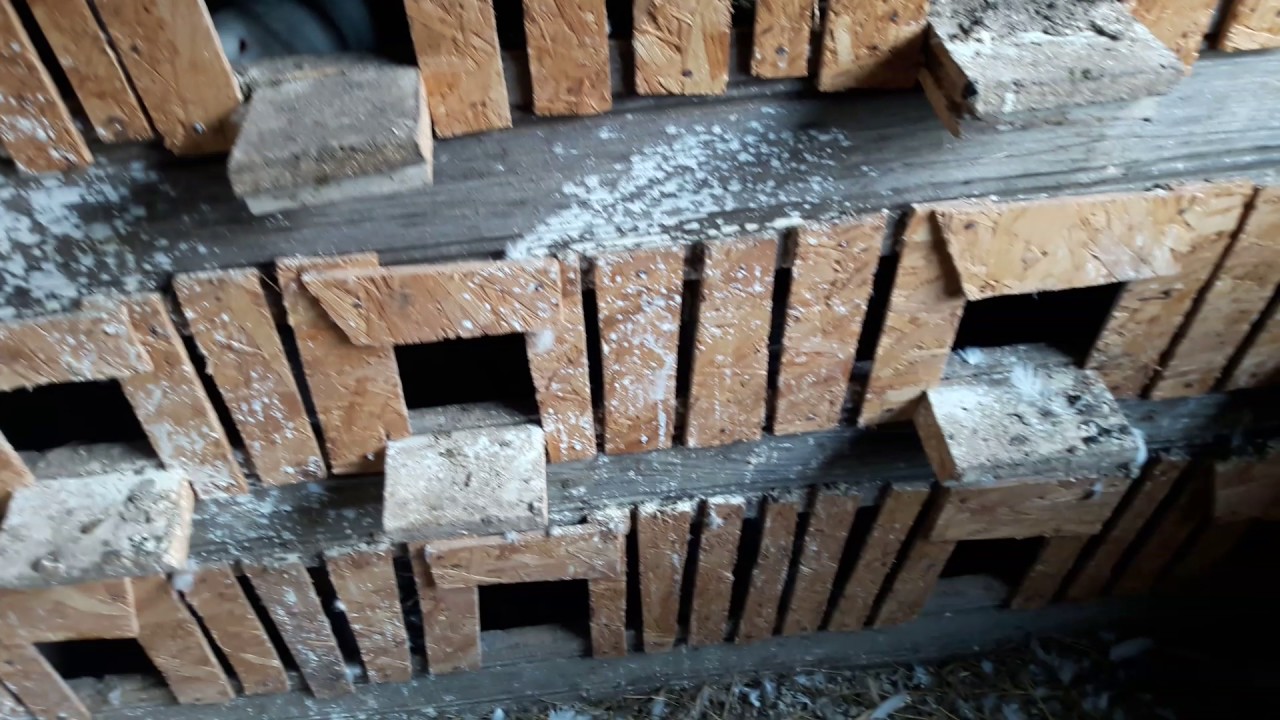 Fazani,porumbei, iepurii și ratele!