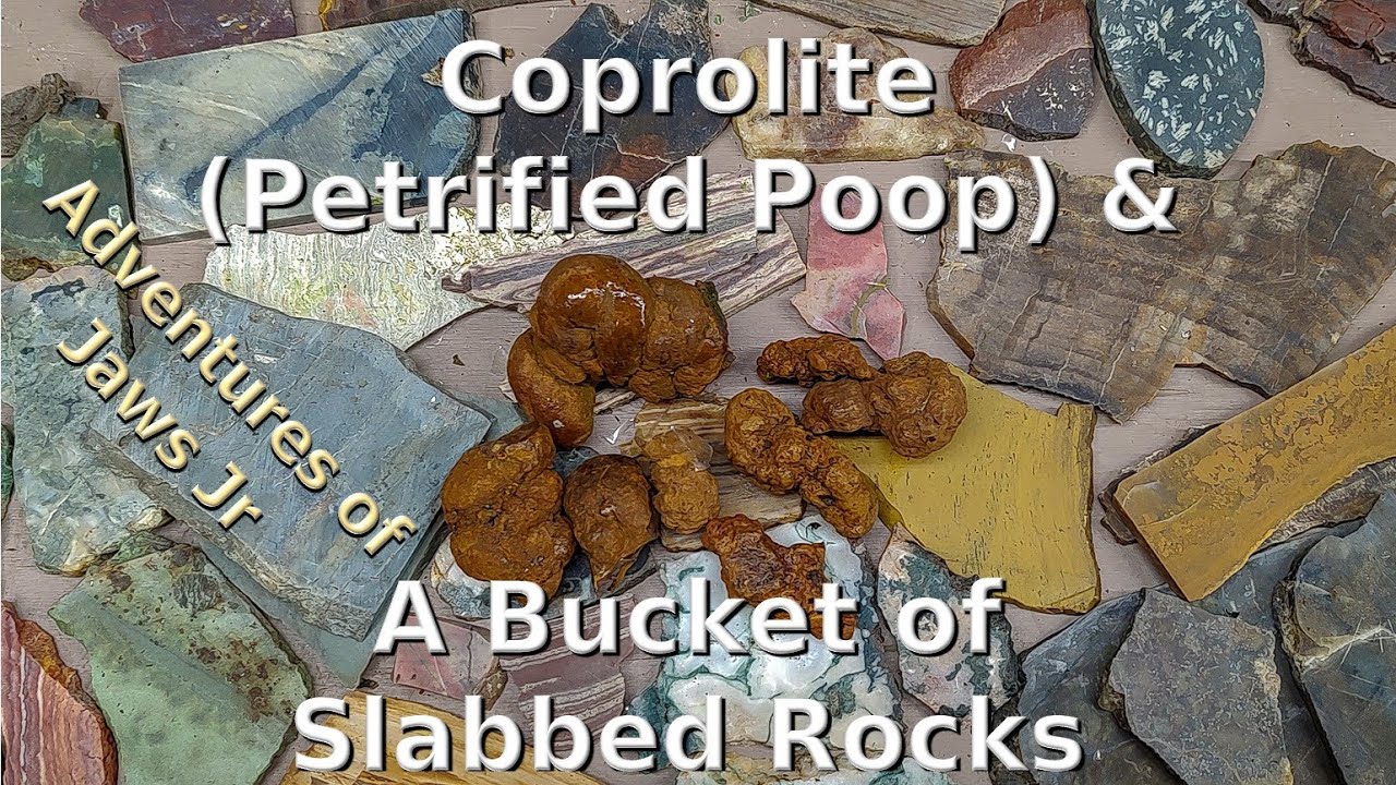 Coprolite Petrified Poop & a Bucket of Rocks