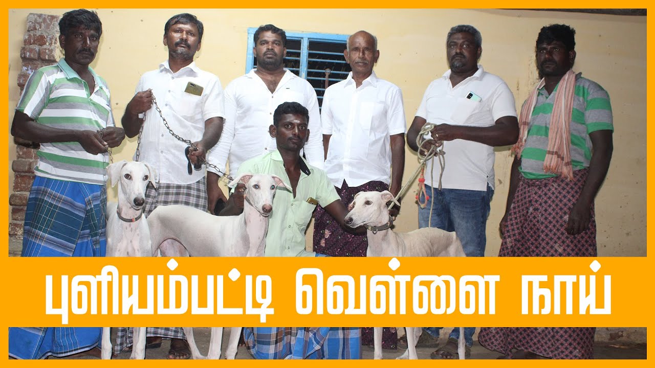 புளியம்பட்டி வெள்ளை நிற கன்னி நாய் | Kanni Dog | Tamilarin Veera Marabu
