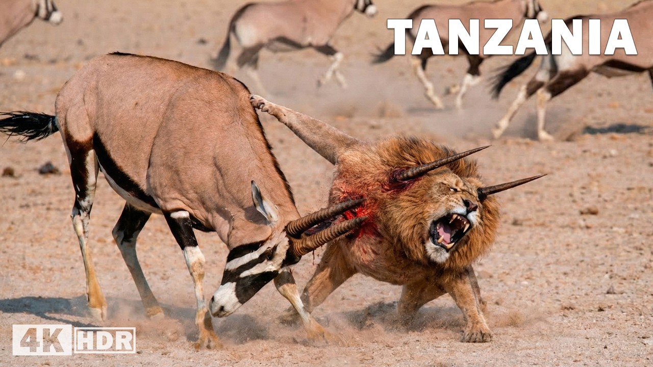 TANZANIA SALVAJE | El Reino de los Grandes Depredadores | Documental Completo