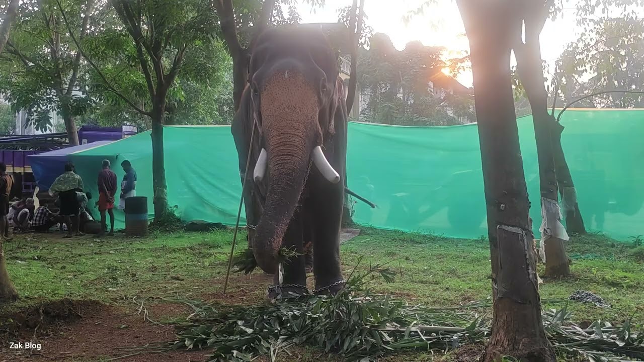 Pampady Sundaran | പാമ്പാടി സുന്ദരൻ