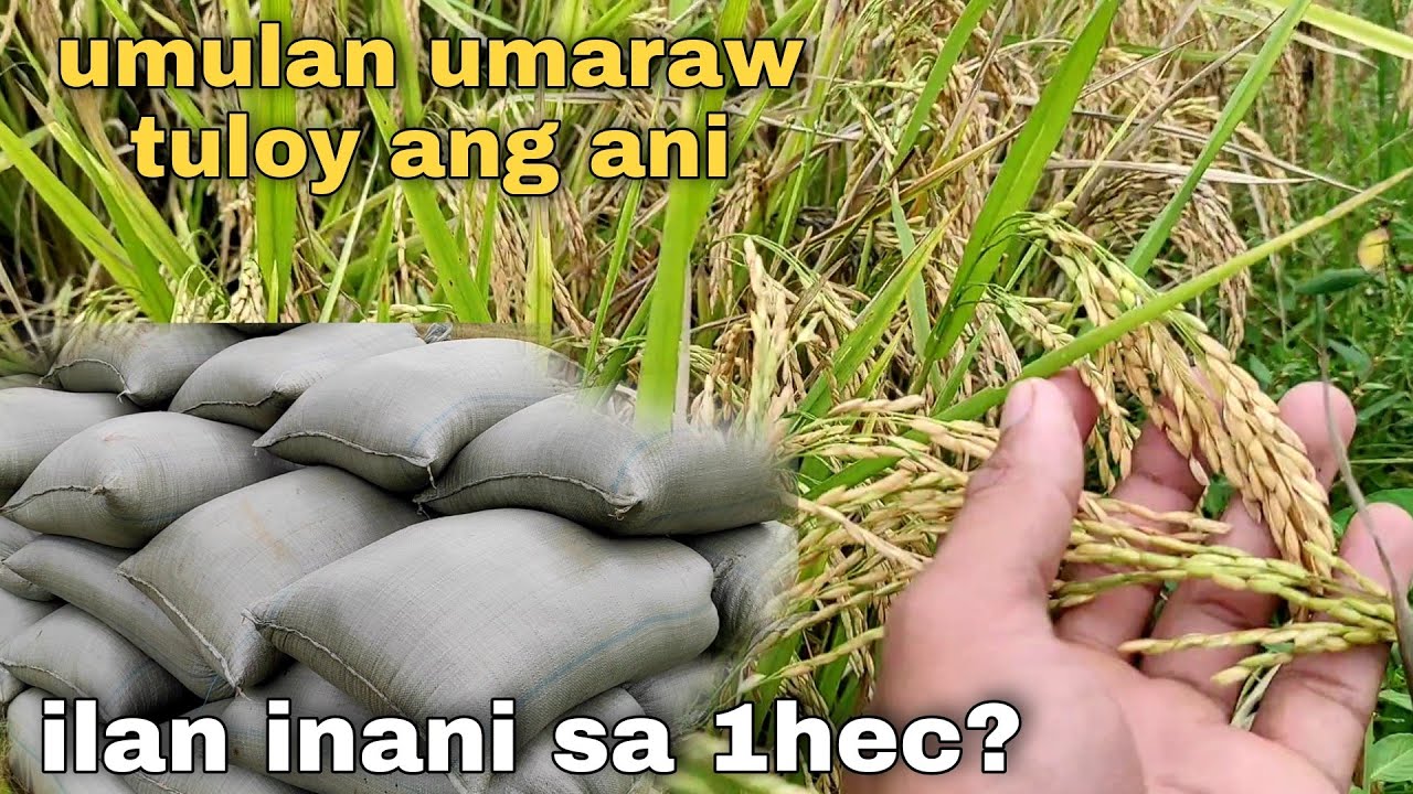 ILAN INANI SA ISANG EKTARYA NA PALAY?