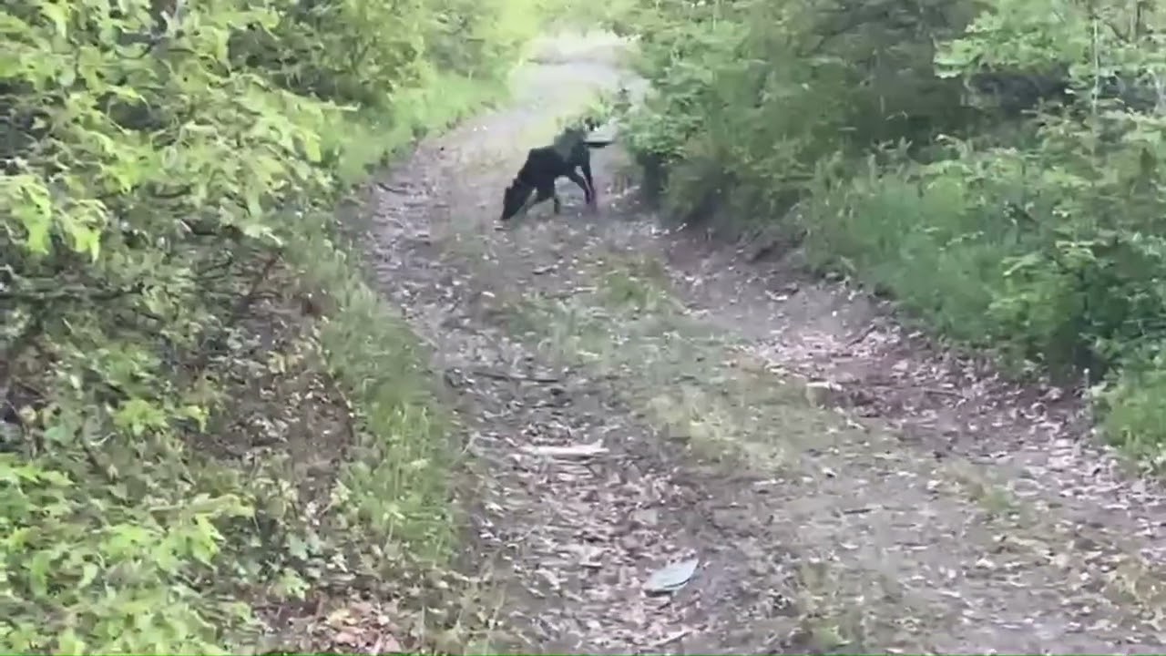 🐇