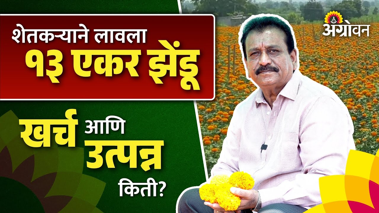 Unlocking Farmer Success Secrets: झेंडूची शेती शेतकऱ्यांना परवडते का ? |Marigold Harvesting |Agrowon