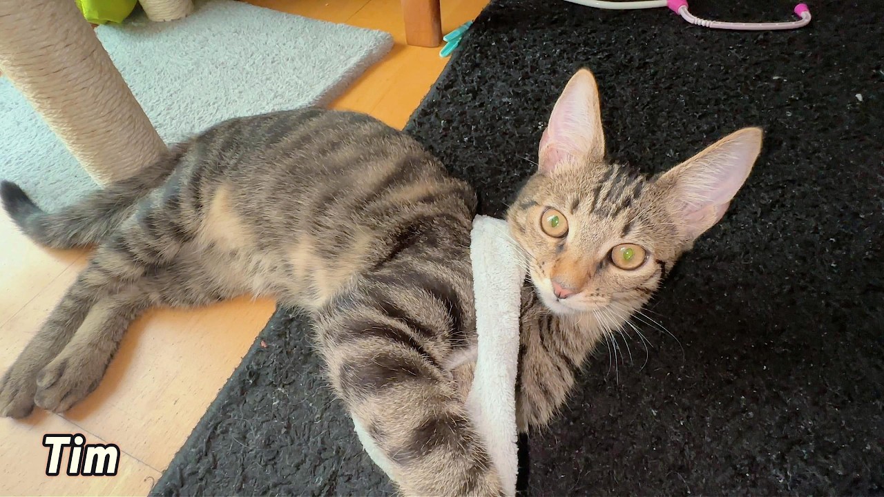 funny cat  #cat #catshorts #catvideos #kitten #cute