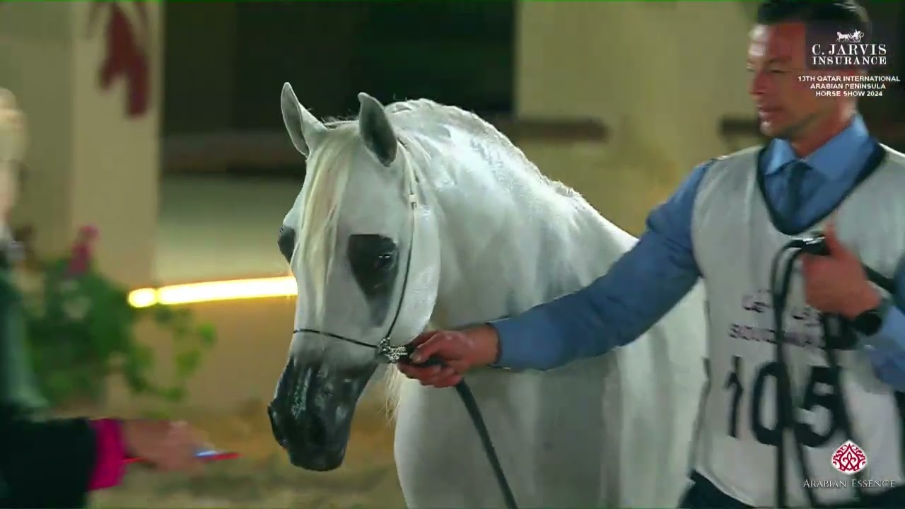 N 105 DARINE JATHAB   13th Qatar International Arabian Peninsula Horse Show 2024   Mares 4 6 Years O