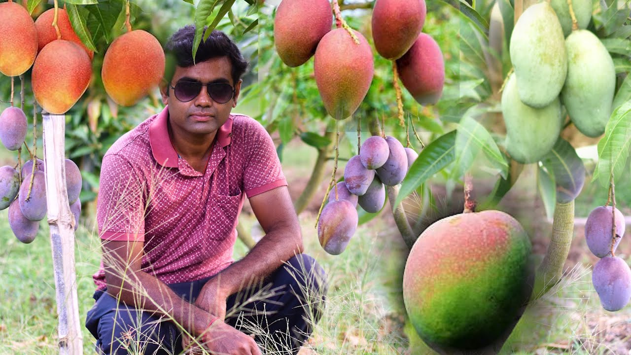 दुनिया के सबसे मसूर रंगीन आम की किस्मे यहाँपे मिलेगा || Colorful commercial Mango Amrakunja Nursery