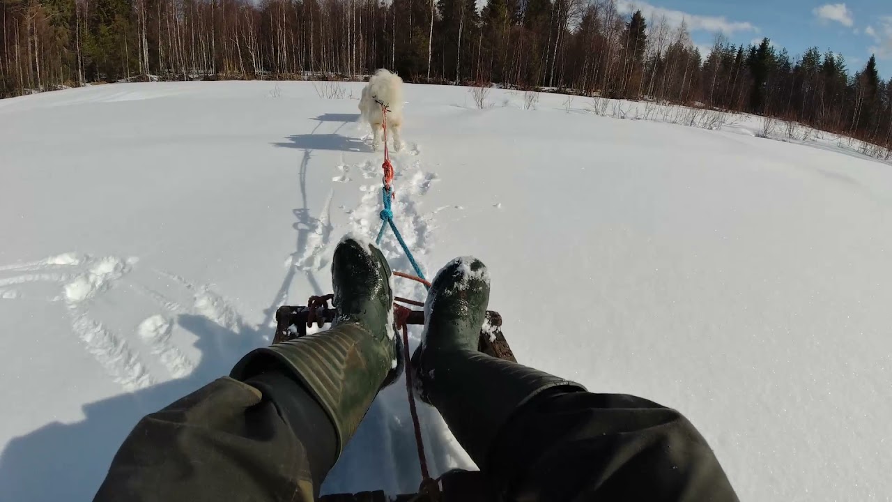 ONordic, laika de yakoutie , inuit style sled, petit traineau, luge