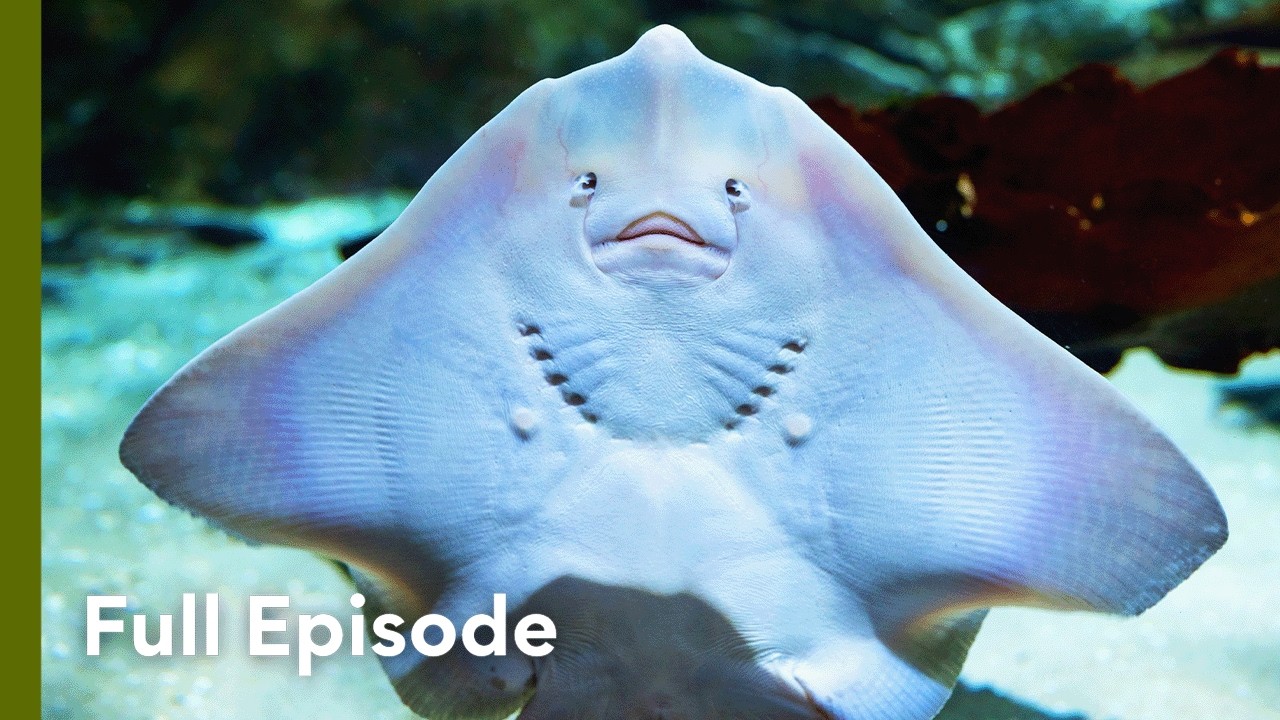 Exploring Mesoamerican Reef’s Hidden Underwater Caves | Great Blue Wild 105