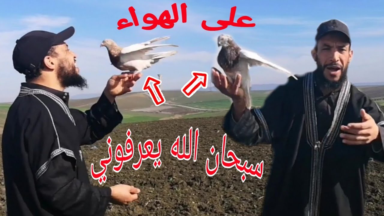 شوف أش وقع اليوم أنا راجع من الطبيب مع زوجتي فإذا بينا كانشوفو الحمام الزاجل ديالنا كيعرفنا يا الله