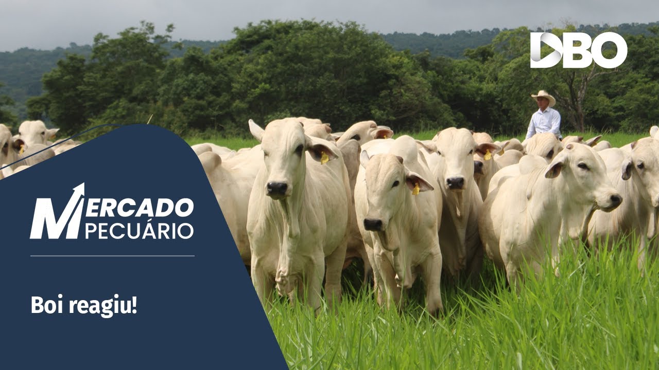 Depois da pressão, boi gordo reage: o que esperar dos preços em fevereiro?